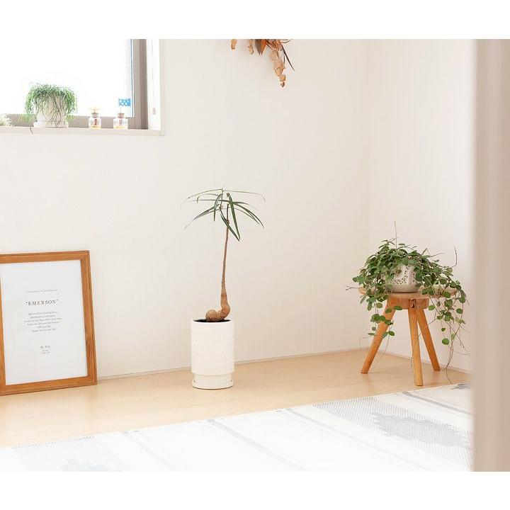 観葉植物 ボトルツリー 面白い、可愛らしい、ボトルツリー【幹の動きが