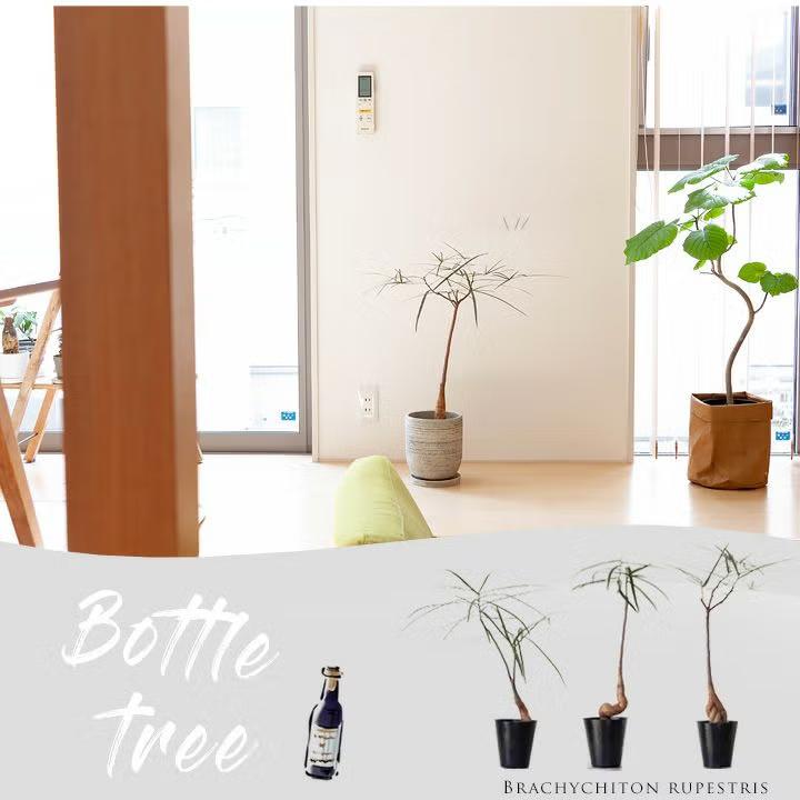 観葉植物 ボトルツリー 面白い、可愛らしい、ボトルツリー【幹の動きが
