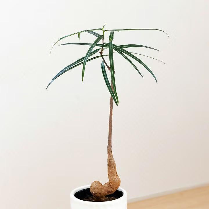 観葉植物 ボトルツリー 面白い、可愛らしい、ボトルツリー【幹の動きが