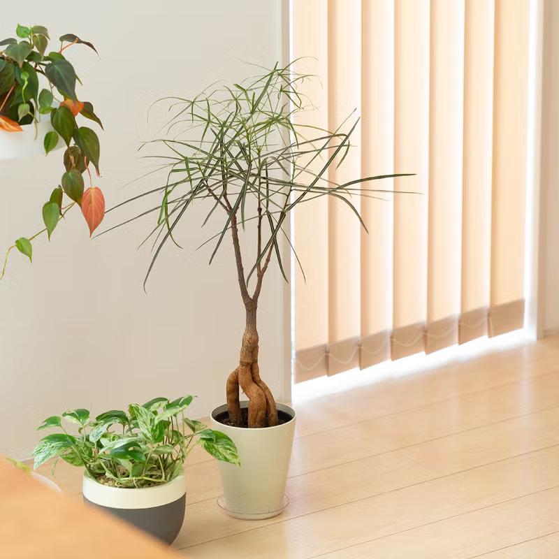 観葉植物 ボトルツリー 面白い、可愛らしい、ボトルツリー【幹の動きが
