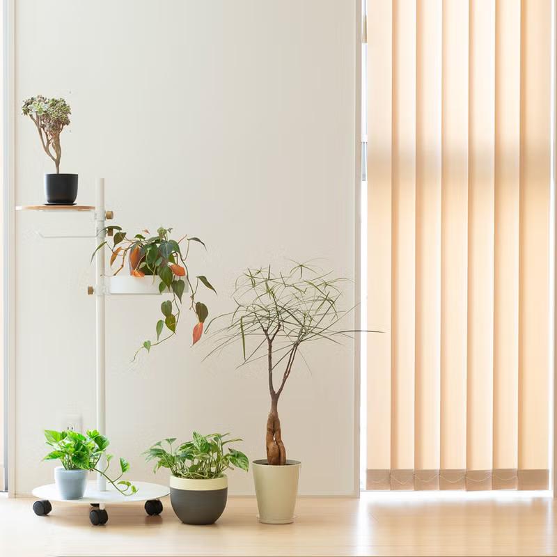 観葉植物 ボトルツリー 面白い、可愛らしい、ボトルツリー【幹の動きが