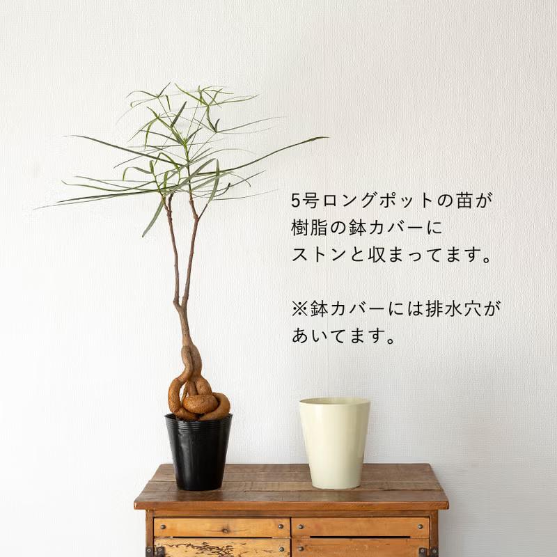 観葉植物 ボトルツリー 面白い、可愛らしい、ボトルツリー【幹の動きが