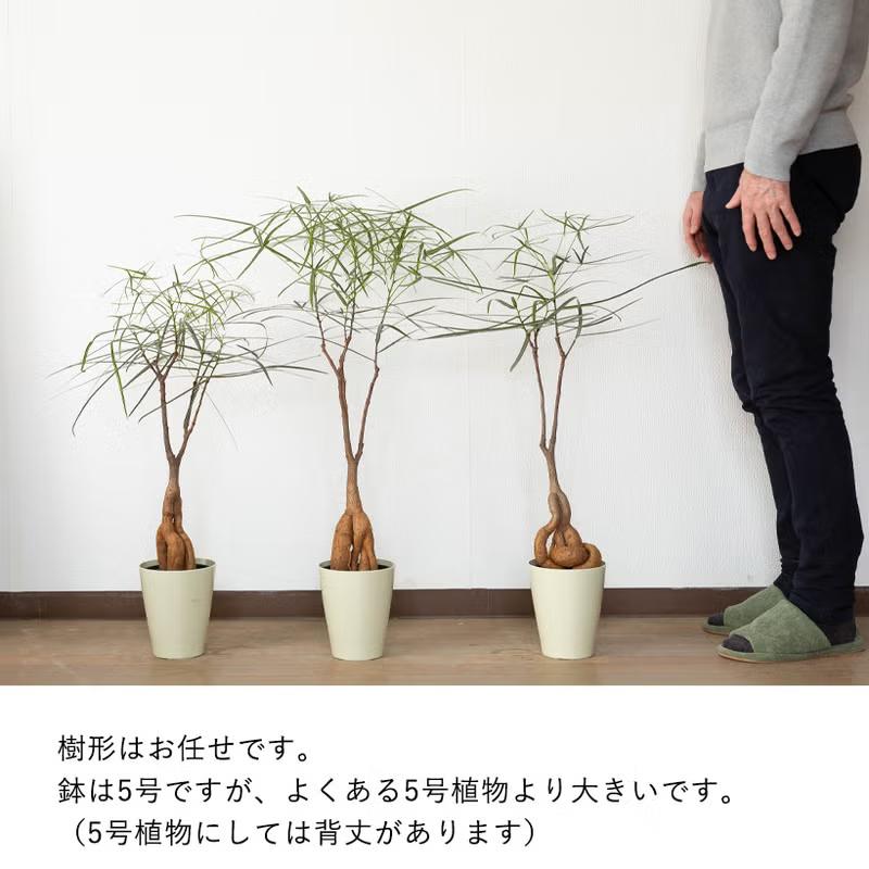 観葉植物 ボトルツリー 面白い、可愛らしい、ボトルツリー【幹の動きが
