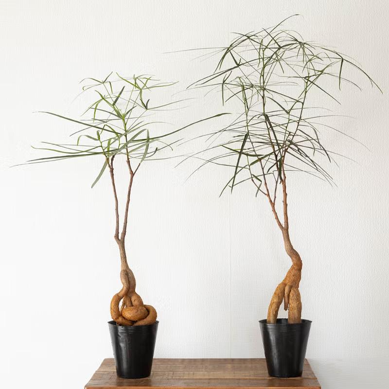 【観葉植物】曲げボトルツリー 受皿付 ブラキチトン・ルペストリス｜ボトルツリー細葉品種