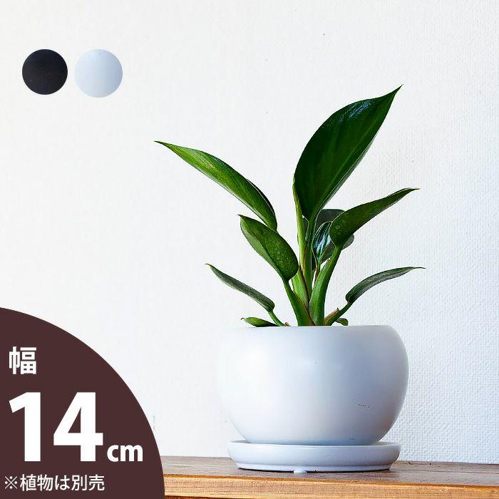 鉢 植木鉢 陶器 おしゃれ 室内 白 シンプル ボール型 陶器鉢 鉢 植木鉢 陶器 おしゃれ 室内 白 シンプル ボール型 陶器鉢