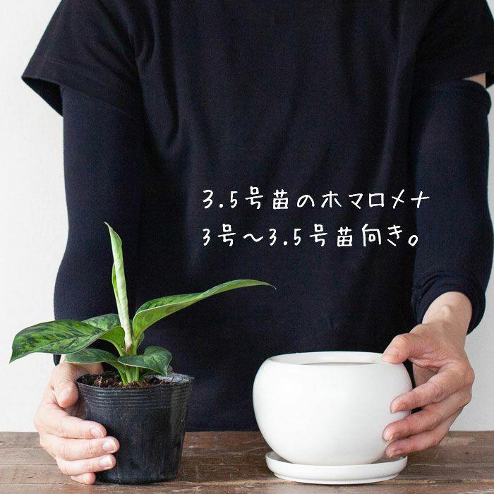 鉢 植木鉢 陶器 おしゃれ 室内 白 シンプル ボール型 陶器鉢 鉢 植木鉢 陶器 おしゃれ 室内 白 シンプル ボール型 陶器鉢