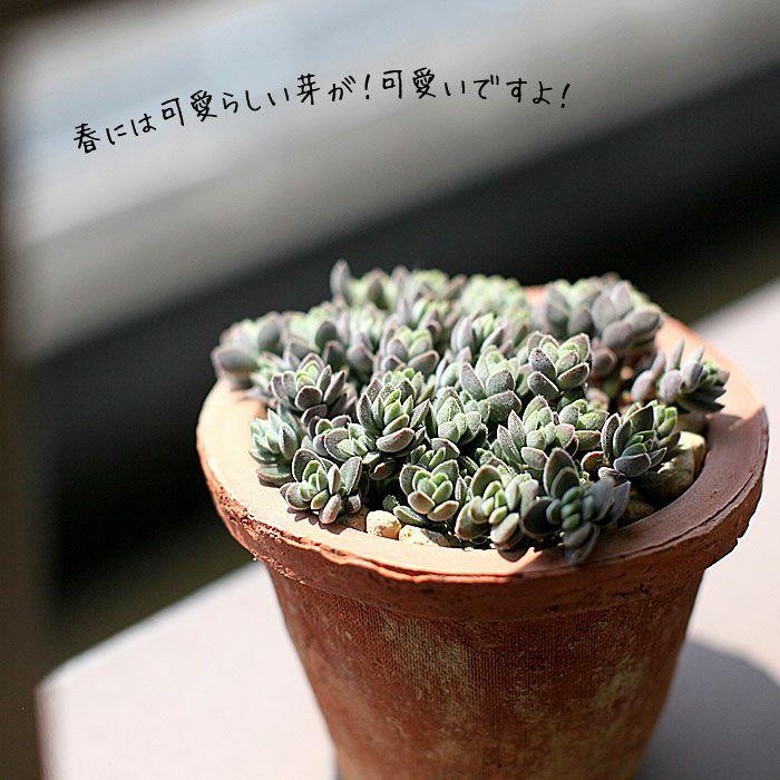 多肉植物 種類 おしゃれ かわいい 屋外 苗 クラッスラ・レモータ（多肉