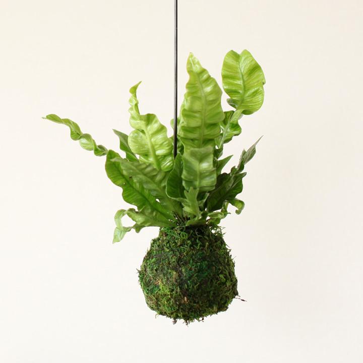 大きくなりすぎない現代の観葉植物アスプレニウム エメラルドウェーブ苔玉仕立て Briki 04lsyls G23g1 E 花屋さん 通販 Yahoo ショッピング