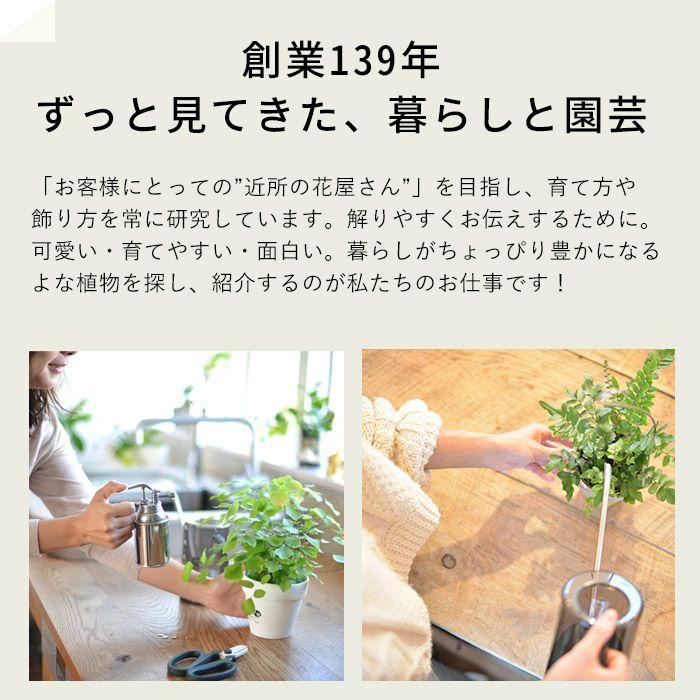 観葉植物 渦巻 かたつむり ベコニア レックスベゴニア・エスカルゴ｜e-8783｜12