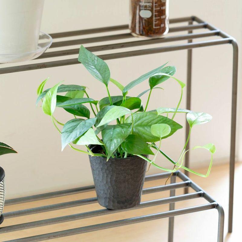 ポトス　ブルーフォーム　海外新品種　セブブルーより入手困難　カット苗発根済み 観葉植物 Cebu-Blue（セブブルー）3号type エピプレムナム ピナツム