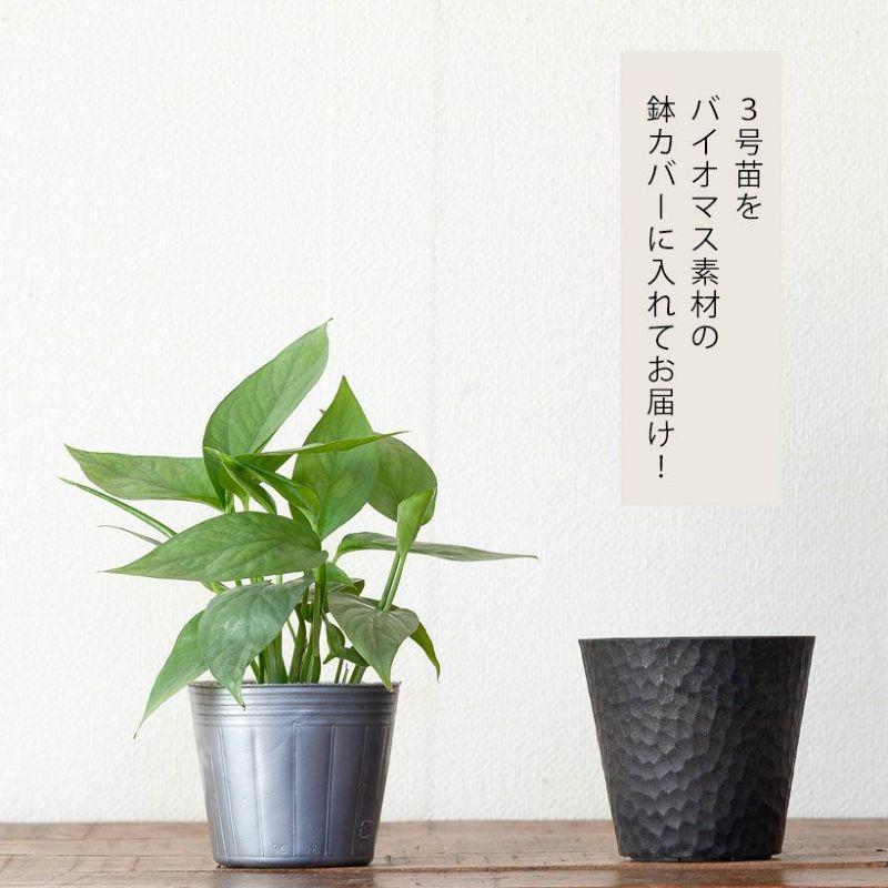 観葉植物 Cebu-Blue（セブブルー）3号type エピプレムナム ピナツム