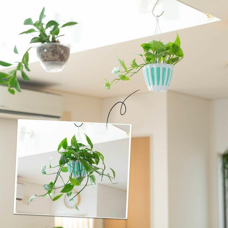 観葉植物 種類 室内 おしゃれ 綺麗 Cebu-Blue（セブブルー） : e