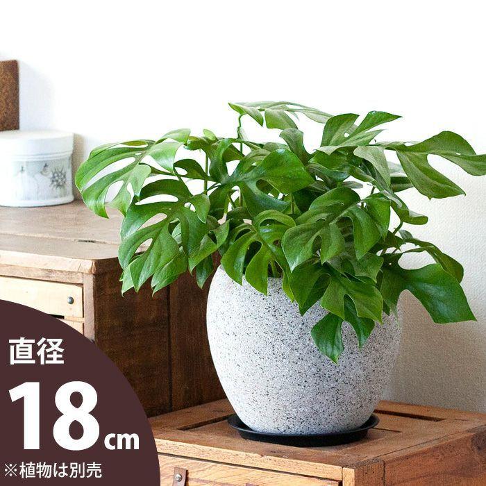 石っぽい植木鉢 18ｃｍ E 花屋さん Cgm023lka E 花屋さん 通販 Yahoo ショッピング