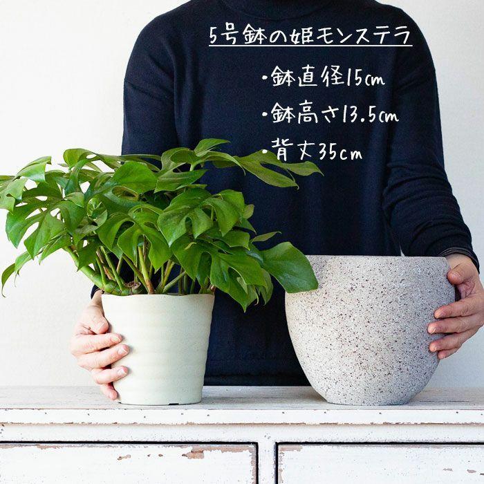 石っぽい植木鉢（18cm） : e-花屋さん - 通販 - Yahoo!ショッピング