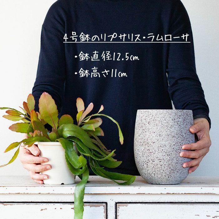 石っぽい丸長植木鉢（14cm） : e-花屋さん - 通販 - Yahoo!ショッピング