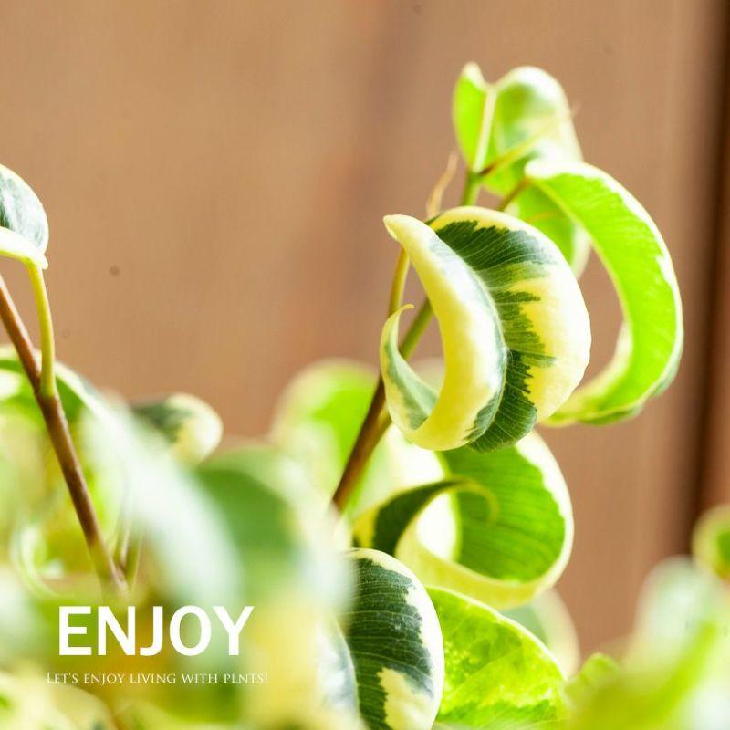 観葉植物 くるくるっ！葉がカールする斑入りベンジャミン「シタシオン