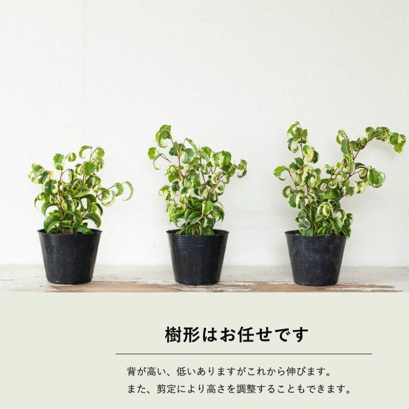 観葉植物 くるくるっ！葉がカールする斑入りベンジャミン「シタシオン
