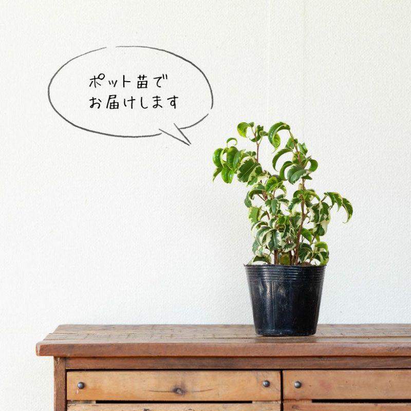 観葉植物 くるくるっ！葉がカールする斑入りベンジャミン「シタシオン