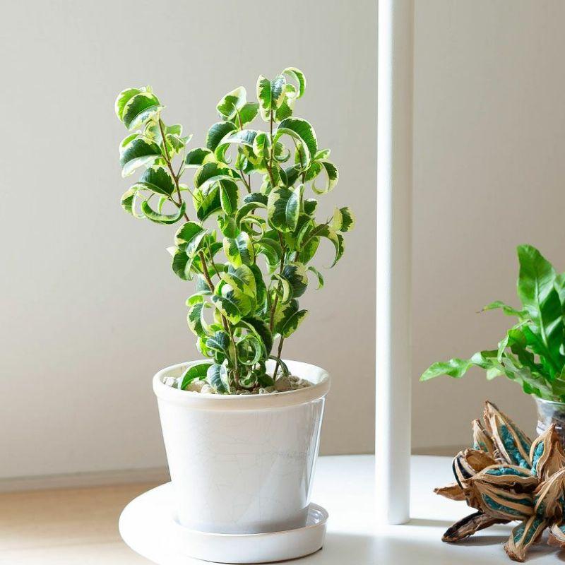 観葉植物 種類 室内 おしゃれ 陶器 鉢 フィカス・シタシオンを陶器鉢に植えて。 : e-花屋さん - 通販 - Yahoo!ショッピング