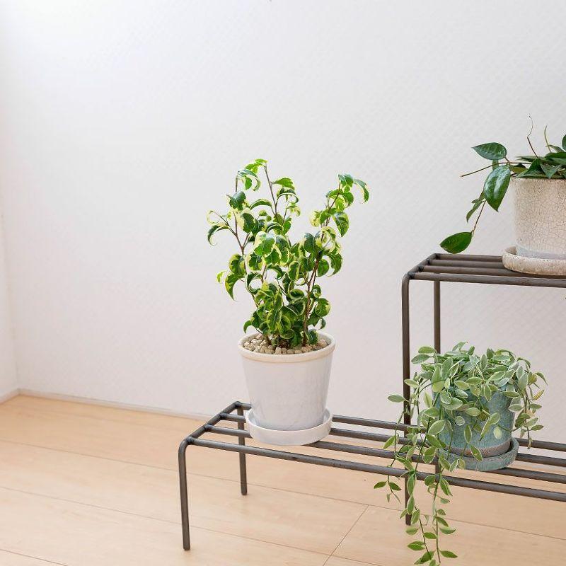 観葉植物 種類 室内 おしゃれ 陶器 鉢 フィカス・シタシオンを陶器鉢に植えて。 : e-花屋さん - 通販 - Yahoo!ショッピング