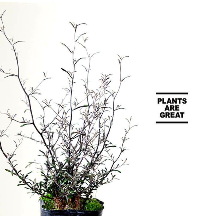 【確認用】　コロキア・コトネアスター 確認用】 コロキア・コトネアスター