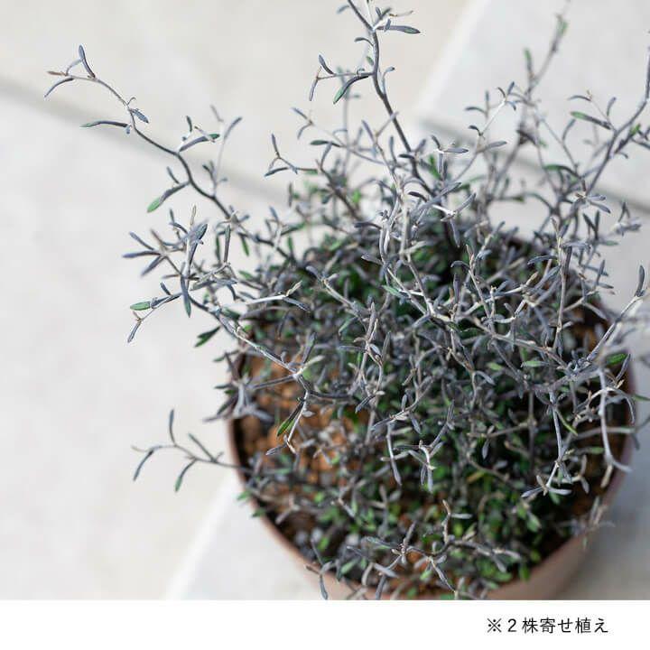 コロキア・コトネアスター・観葉植物・おしゃれ・3号苗×1ポット : e