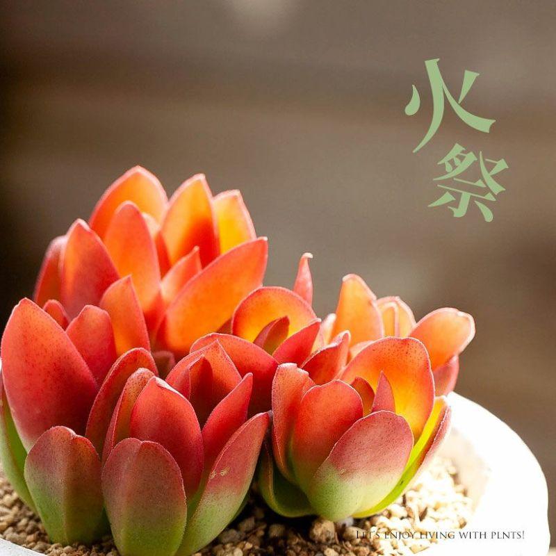 928現物 多肉植物 ミニベル錦 大群生 抜き苗 | るる農園~多肉植物専門