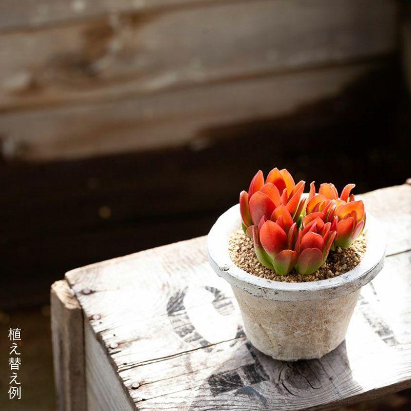 多肉植物 種類 おしゃれ かわいい 苗 クラッスラ火祭り（3号ポット