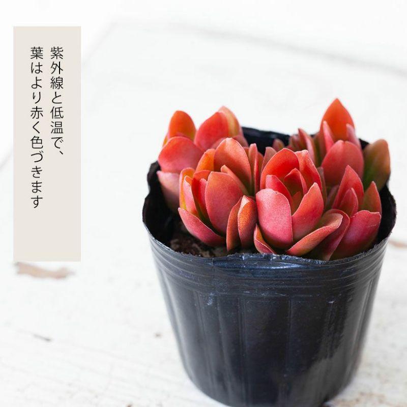 多肉植物 種類 おしゃれ かわいい 苗 クラッスラ火祭り（3号ポット