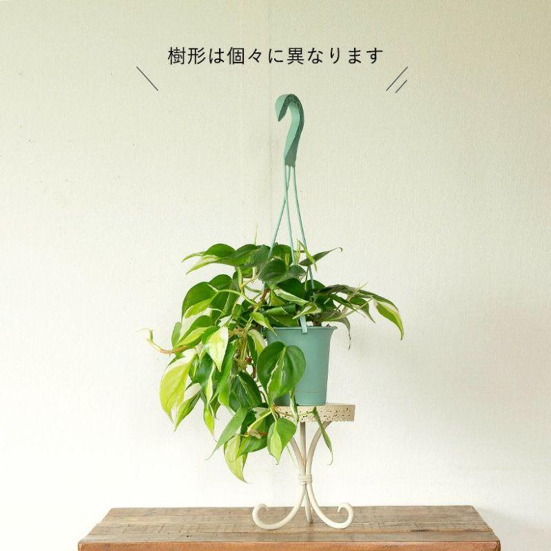 2色の斑が入る新しいフィロデンドロン「クリームスプラッシュ」 : e