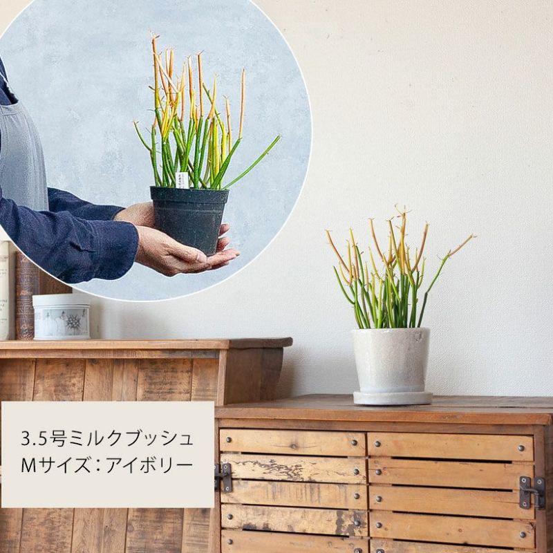 植木鉢 おしゃれ JUNK風おしゃれツートンカラーの陶器鉢 観葉植物 鉢