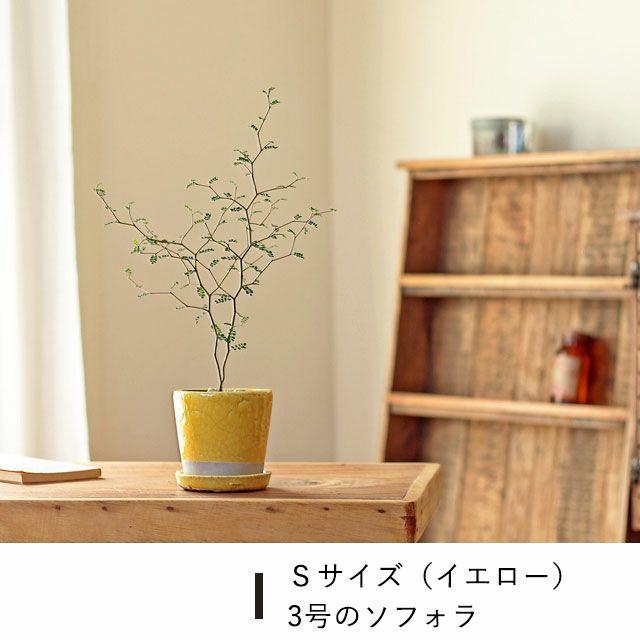植木鉢 おしゃれ JUNK風おしゃれツートンカラーの陶器鉢 観葉植物 鉢