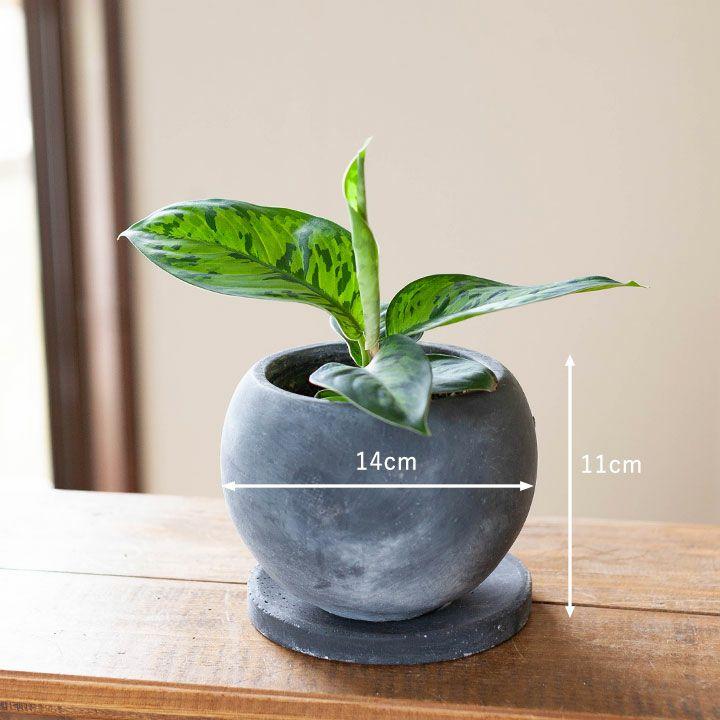 鉢 植木鉢 陶器 おしゃれ 室内 モダン 植え替え セメント丸陶器 鉢 植木鉢 陶器 おしゃれ 室内 モダン 植え替え セメント丸陶器