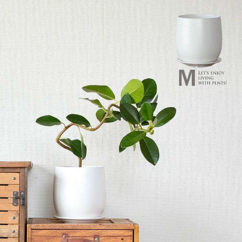 植木鉢 おしゃれ 室内 陶器鉢 白い陶器の植木鉢。マット仕上げ、優しい