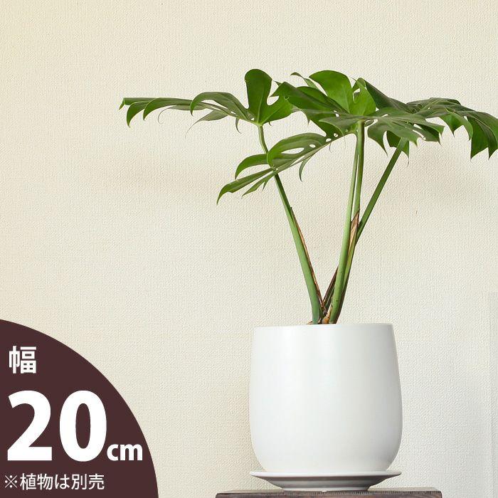 中型観葉植物 白い鉢付き ce04s-wt-z.jpg