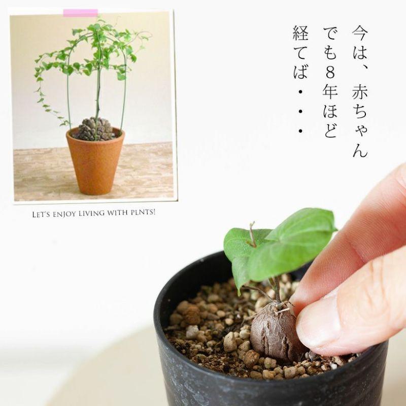 コーデックス・亀甲竜・塊根植物・ミニサイズ・“キッコウリュウ コーデックス・亀甲竜・塊根植物・ミニサイズ・“キッコウリュウ