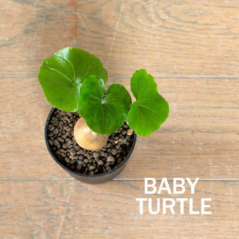 コーデックス・亀甲竜・塊根植物・ミニサイズ・“キッコウリュウ コーデックス・亀甲竜・塊根植物・ミニサイズ・“キッコウリュウ