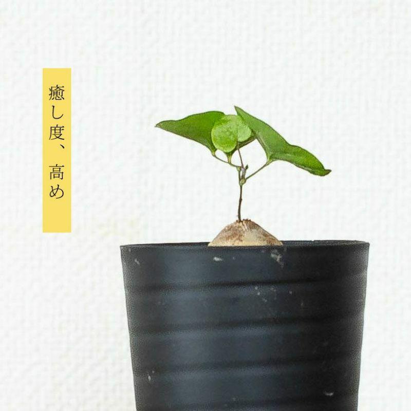 コーデックス・亀甲竜・塊根植物・ミニサイズ・“キッコウリュウ（亀甲