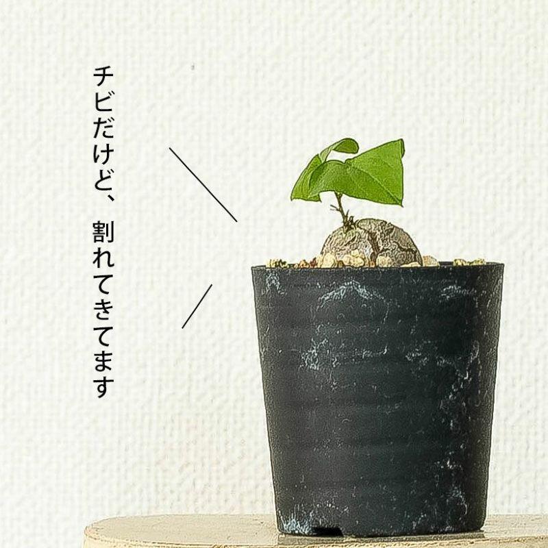 コーデックス・亀甲竜・塊根植物・ミニサイズ・“キッコウリュウ