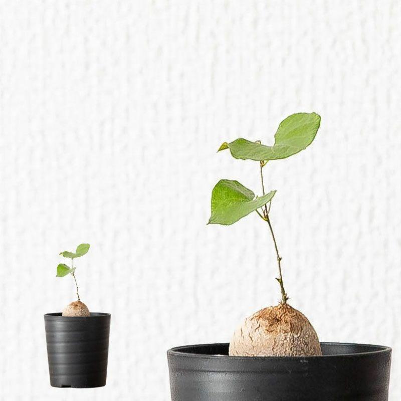 コーデックス・亀甲竜・塊根植物・ミニサイズ・“キッコウリュウ（亀甲