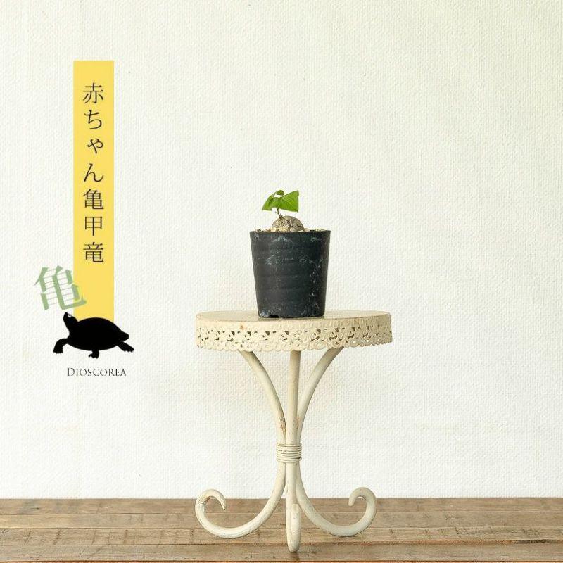 亀甲竜　キッコウリュウ　1点　観葉植物　塊根植物　コーデックス 亀甲竜 キッコウリュウ 1点 観葉植物 塊根植物 コーデックス