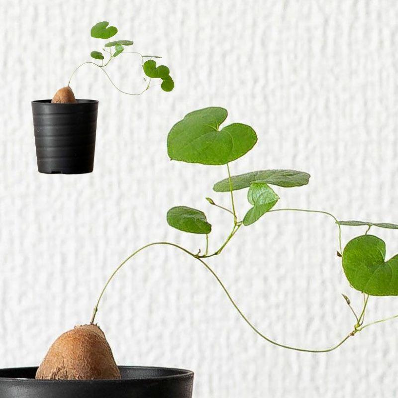 コーデックス・亀甲竜・塊根植物・ミニサイズ・“キッコウリュウ（亀甲