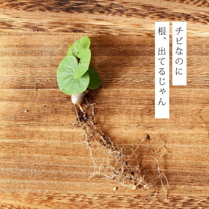 コーデックス・亀甲竜・塊根植物・ミニサイズ・“キッコウリュウ コーデックス・亀甲竜・塊根植物・ミニサイズ・“キッコウリュウ