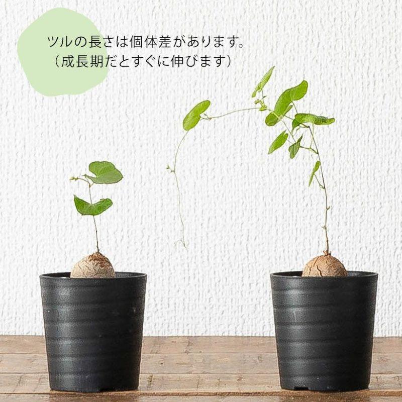 コーデックス・亀甲竜・塊根植物・ミニサイズ・“キッコウリュウ（亀甲