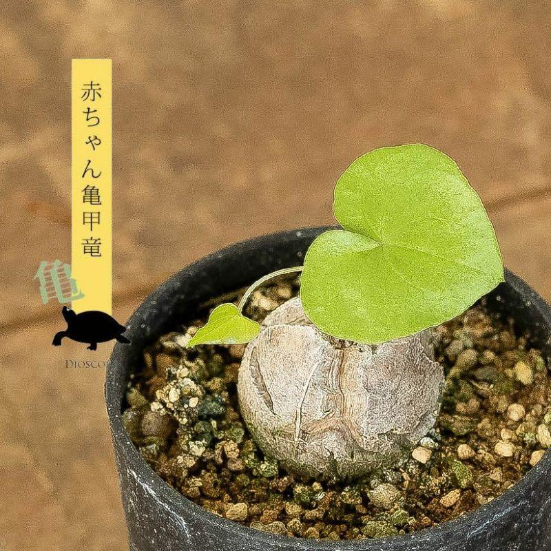 コーデックス・亀甲竜・塊根植物・ミニサイズ・“キッコウリュウ