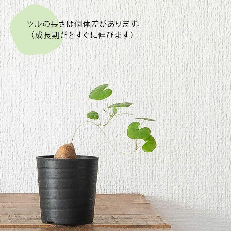 コーデックス・亀甲竜・塊根植物・ミニサイズ・“キッコウリュウ（亀甲