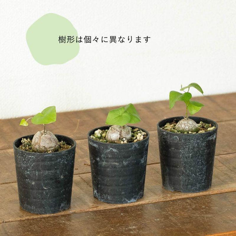 コーデックス・亀甲竜・塊根植物・ミニサイズ・“キッコウリュウ（亀甲