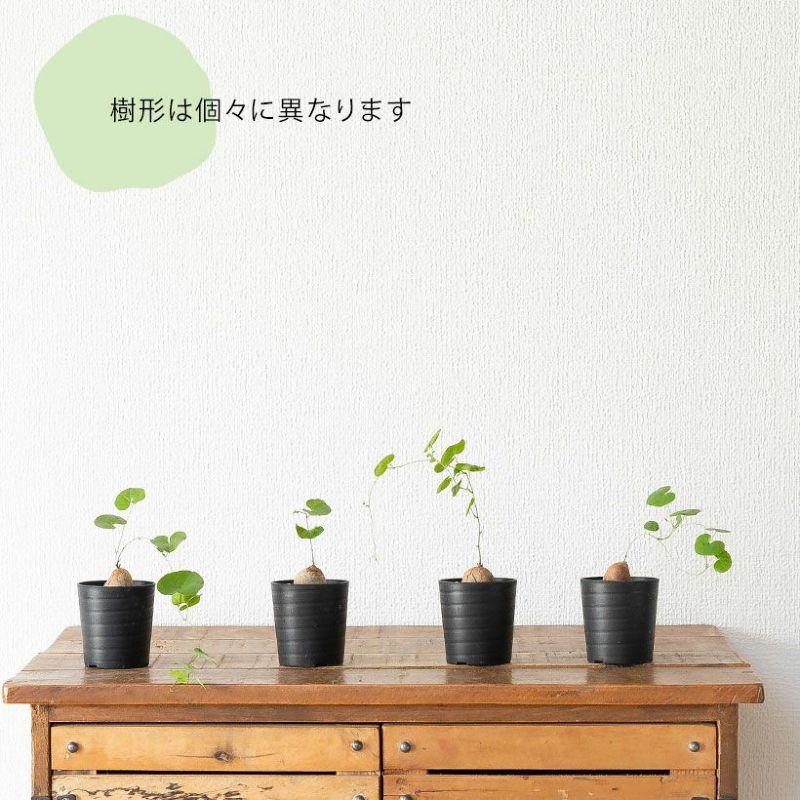 コーデックス・亀甲竜・塊根植物・ミニサイズ・“キッコウリュウ（亀甲