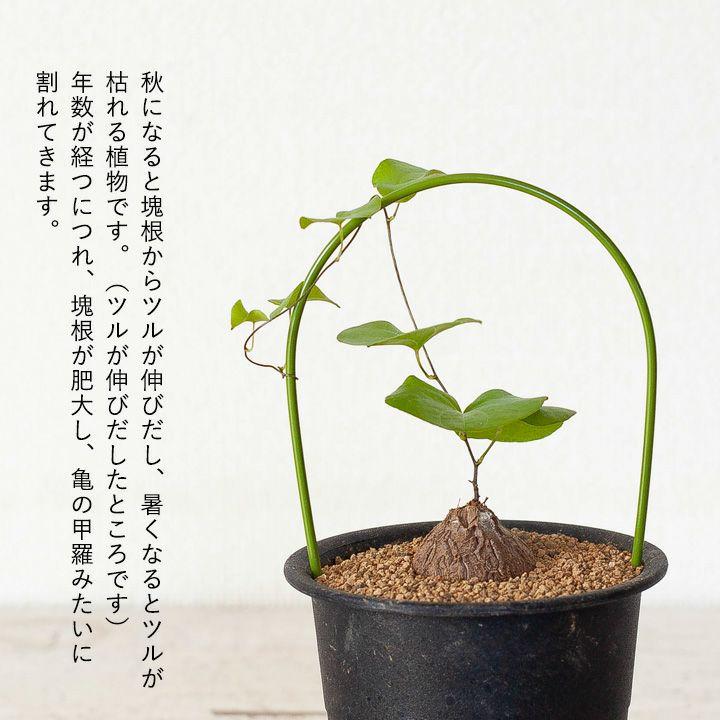 塊根 植物 観葉 亀甲竜（キッコウリュウ）小さいアンドン仕立て 室内