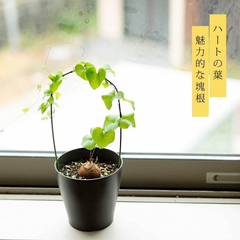 観葉植物 種類 室内 亀甲竜 鉢 支柱 おしゃれ アフリカ亀甲竜。葉の